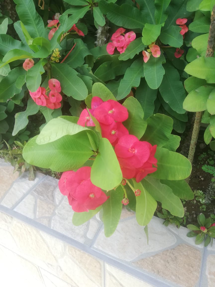 Flor