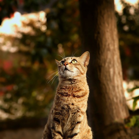 fondos de pantalla wood, cat
