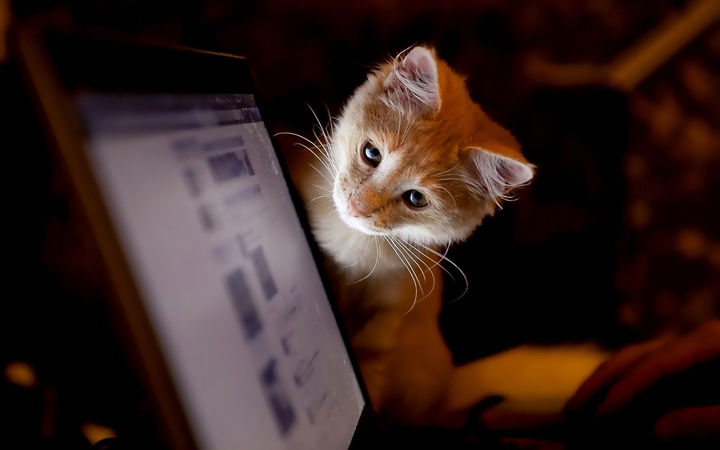 Kitten