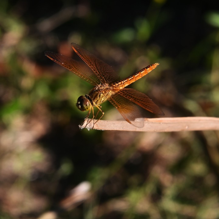 Insect