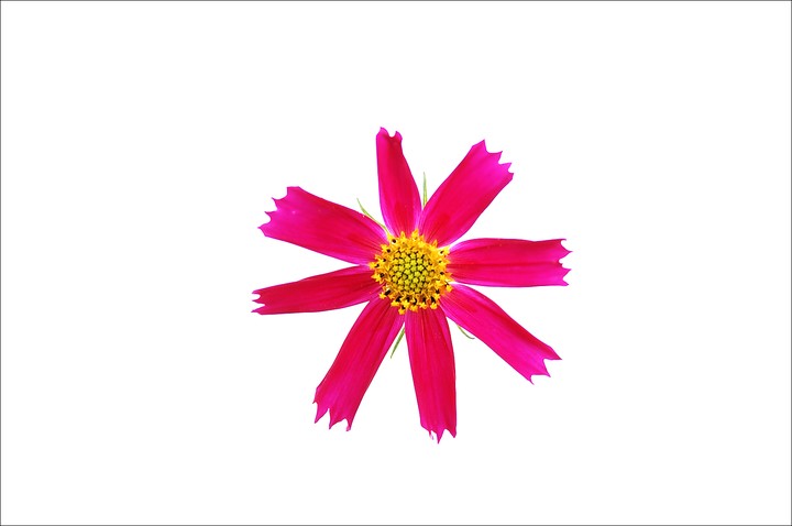 Cosmos