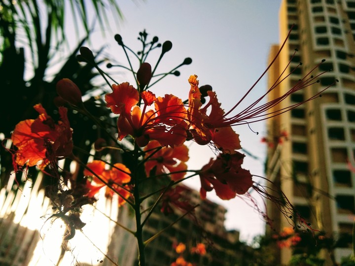 PRETTY FLOWERS