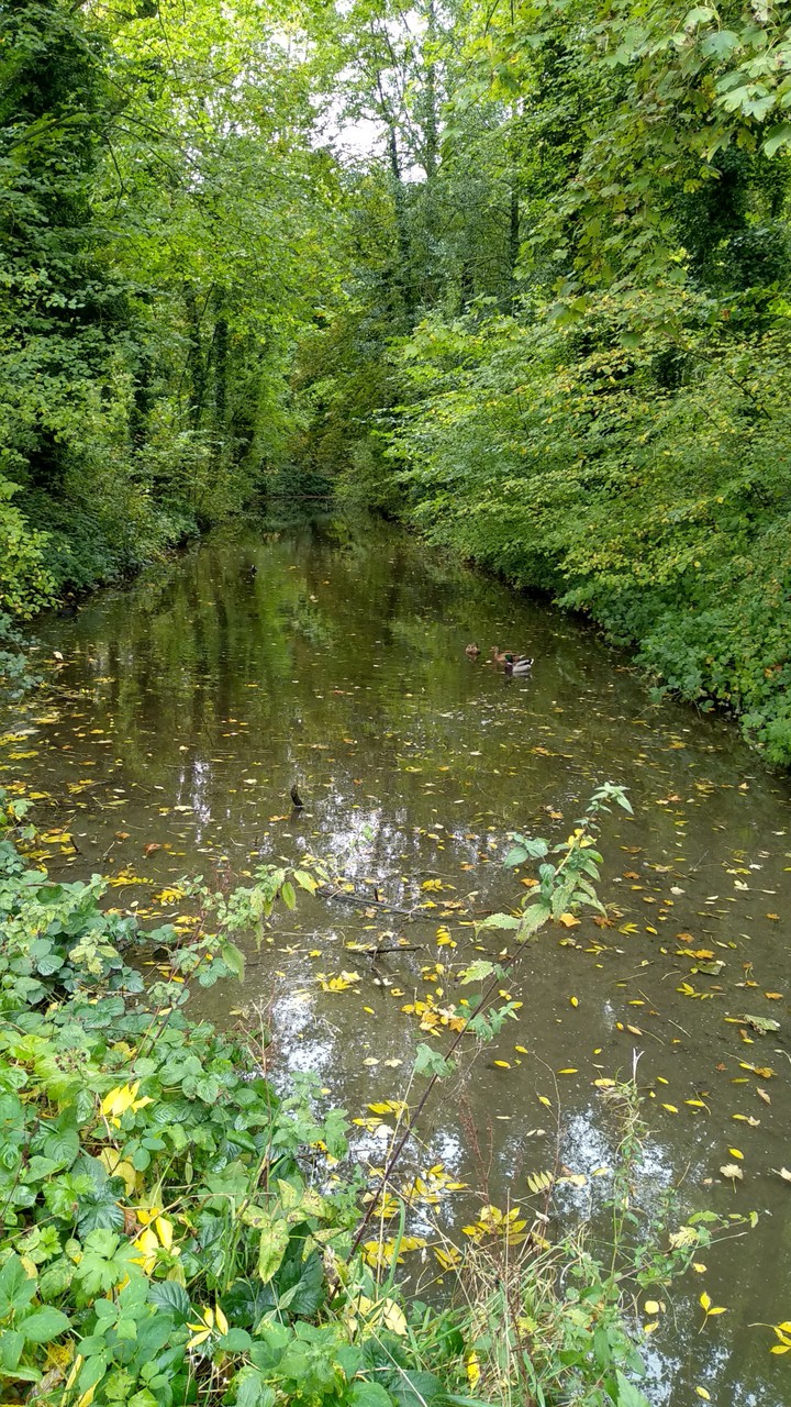 l'automne
