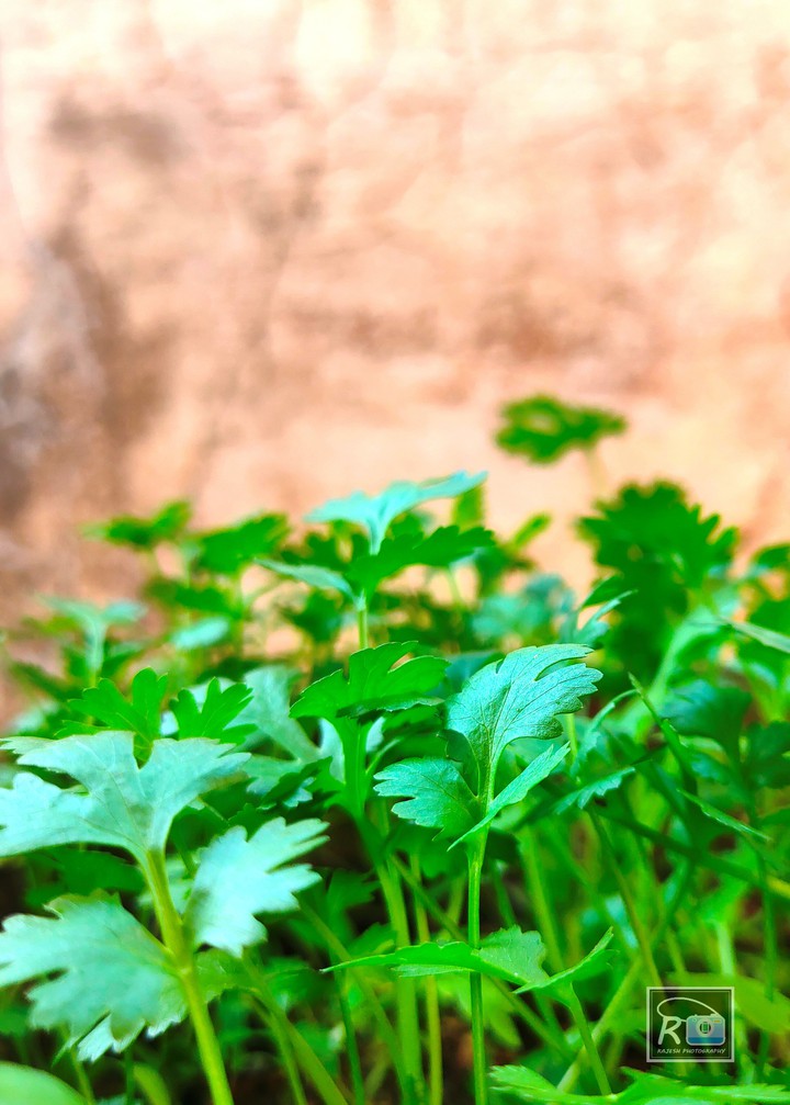 Coriander