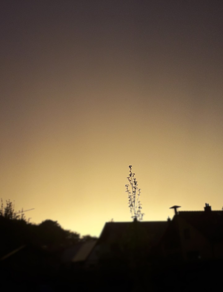 Sunset over the roofs