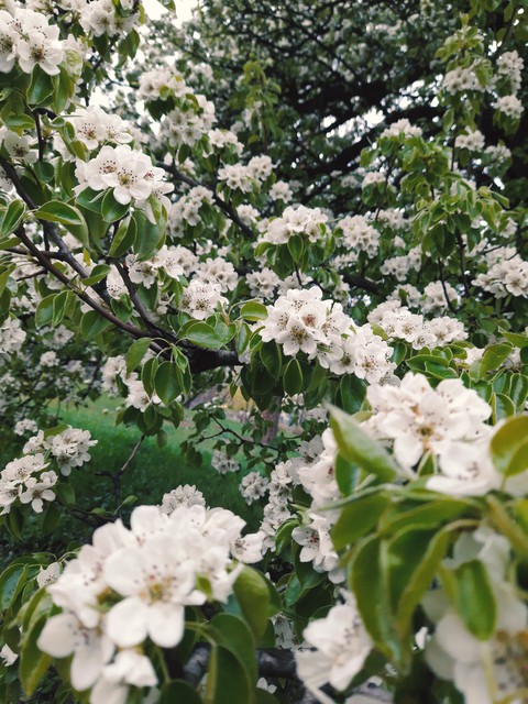 blossom