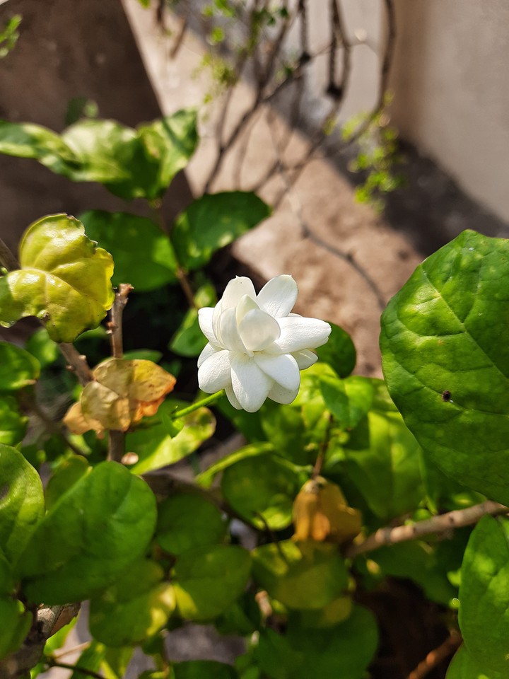 The White Jasmine