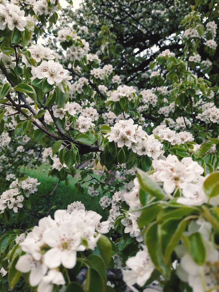 blossom