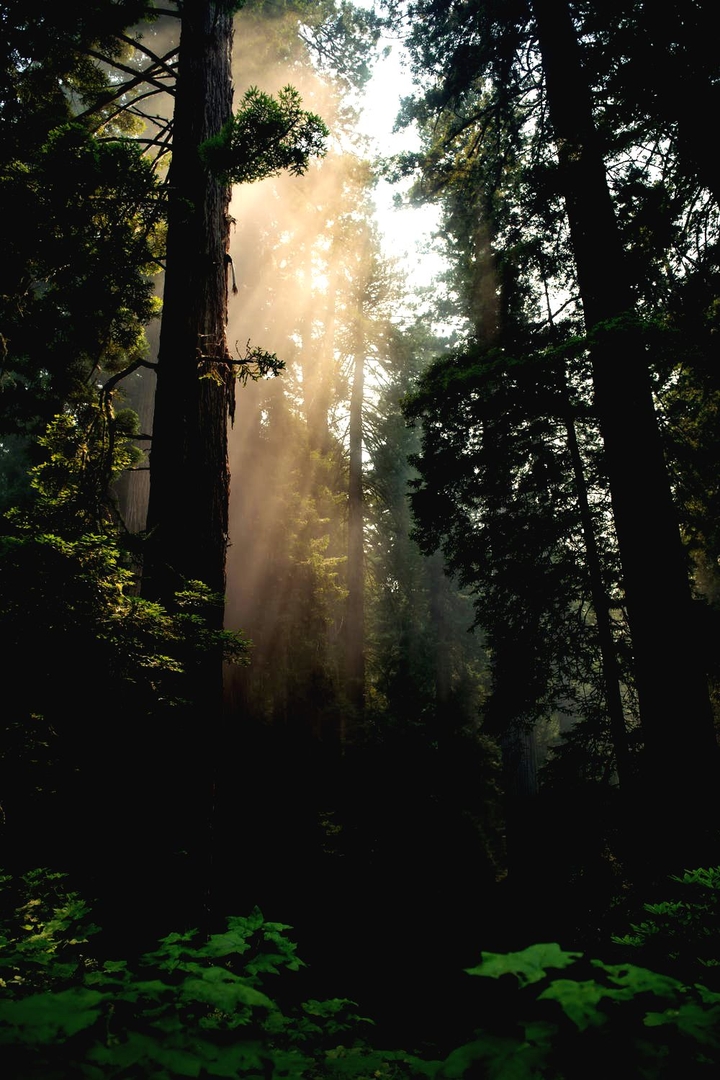 Forest
