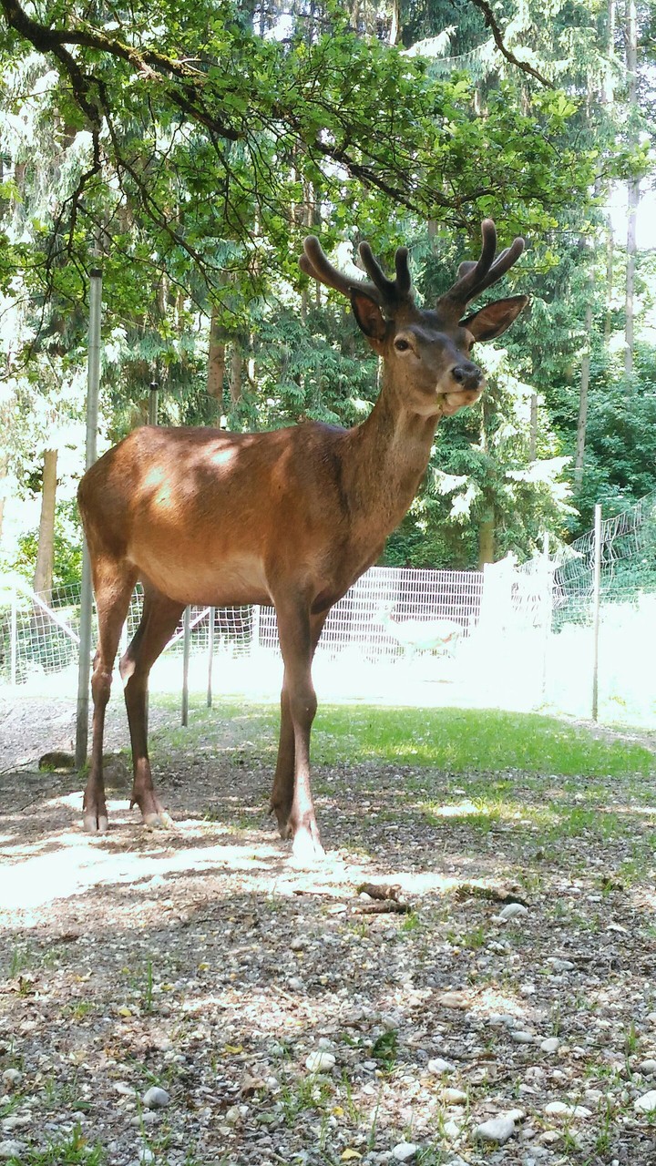 Hirsch