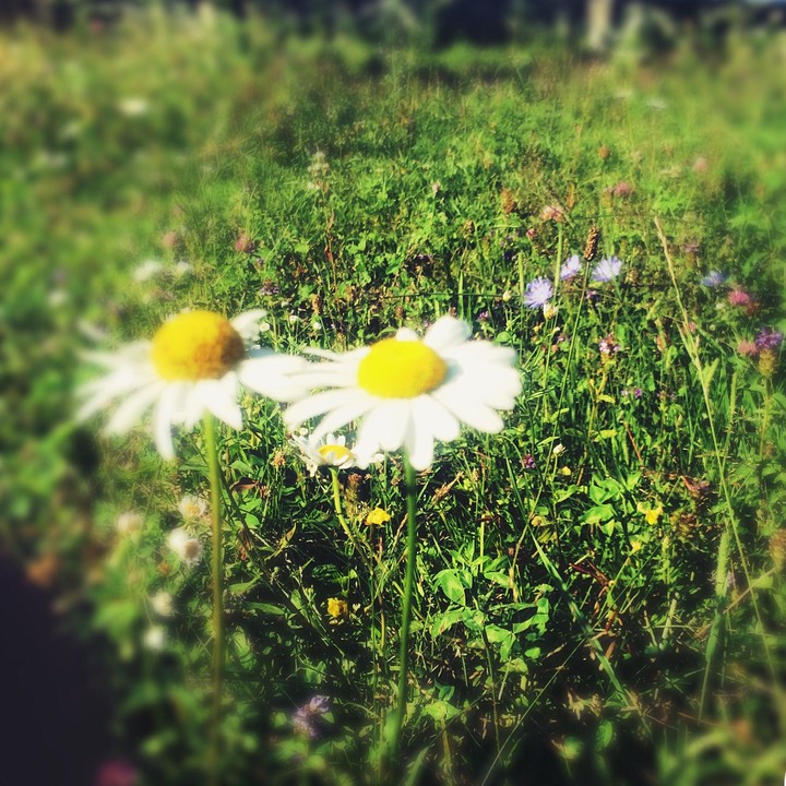 flowers
