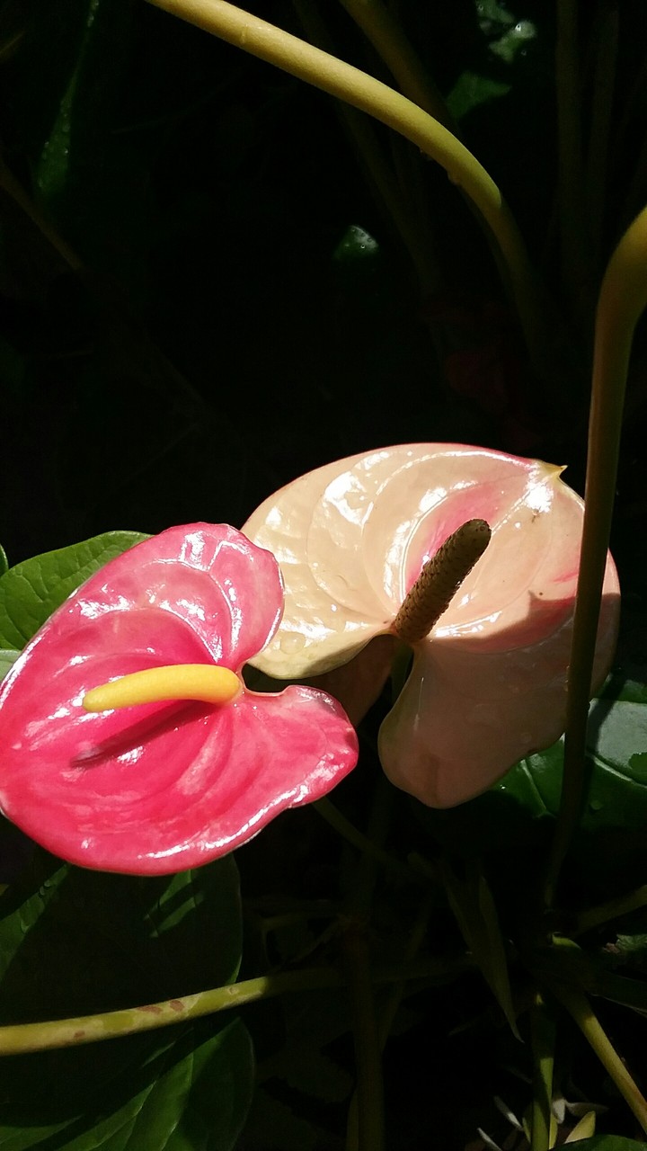 flowers