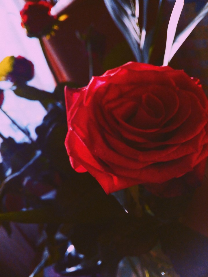rose