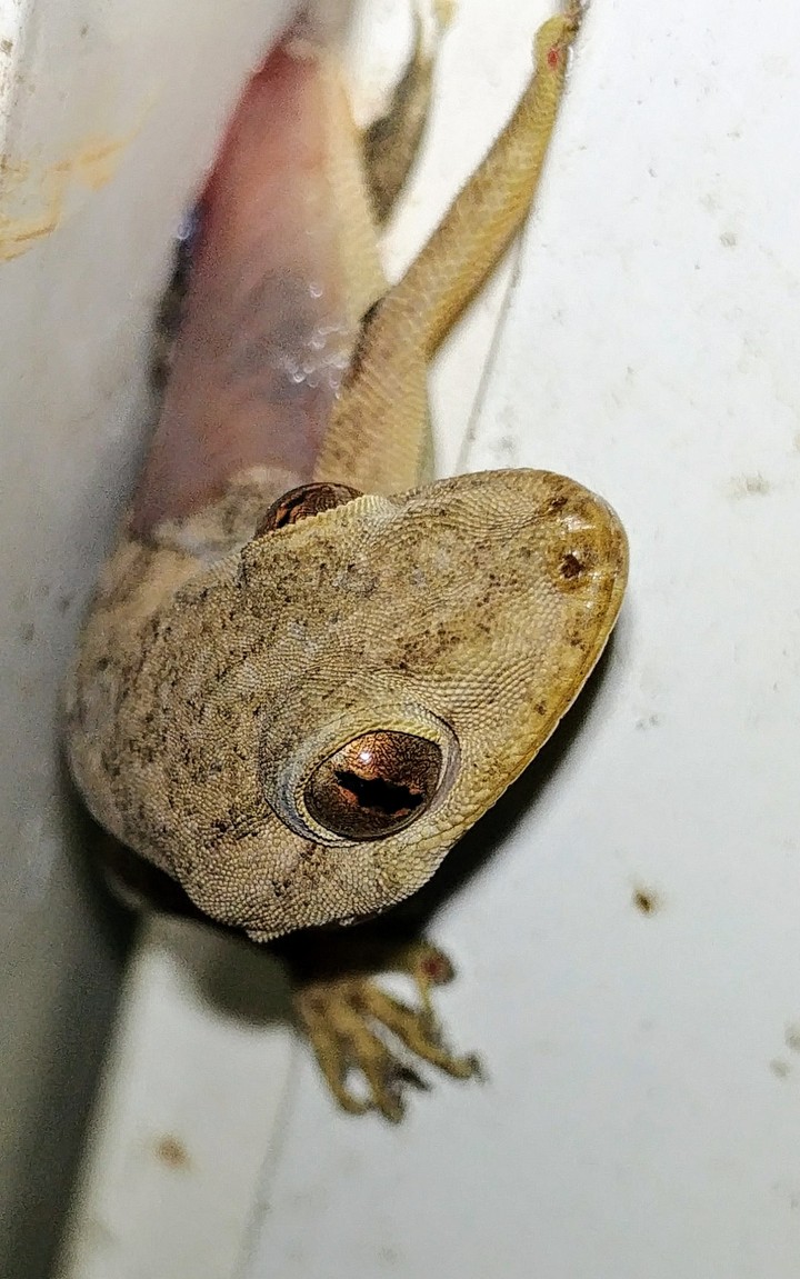house gecko