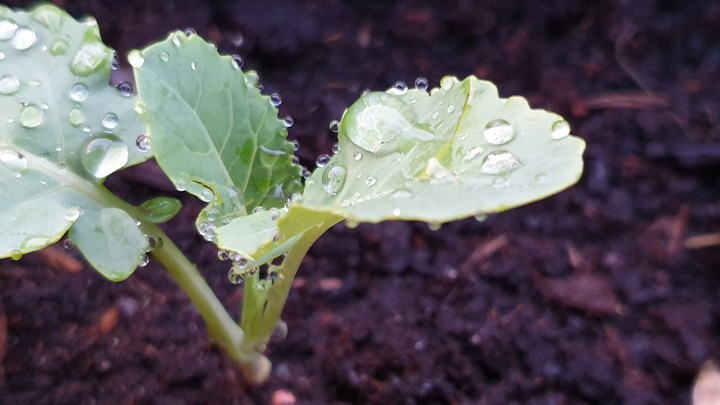 water leaf