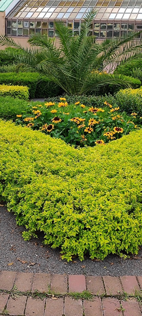 Palm, groundcover duvar kağıtları