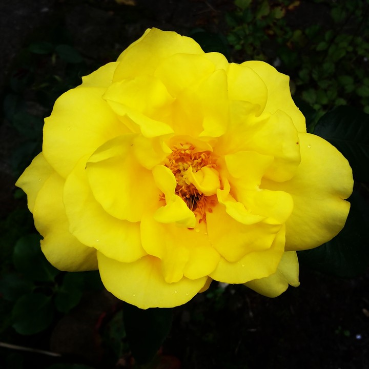 yellow rose