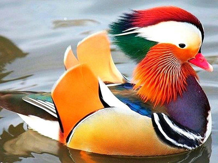 Утка мандаринка