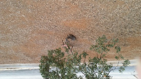 DEER UPSIDE DOWN #2