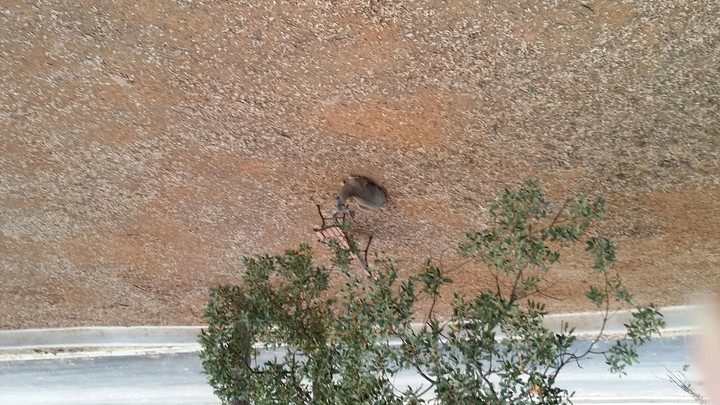 DEER UPSIDE DOWN #2