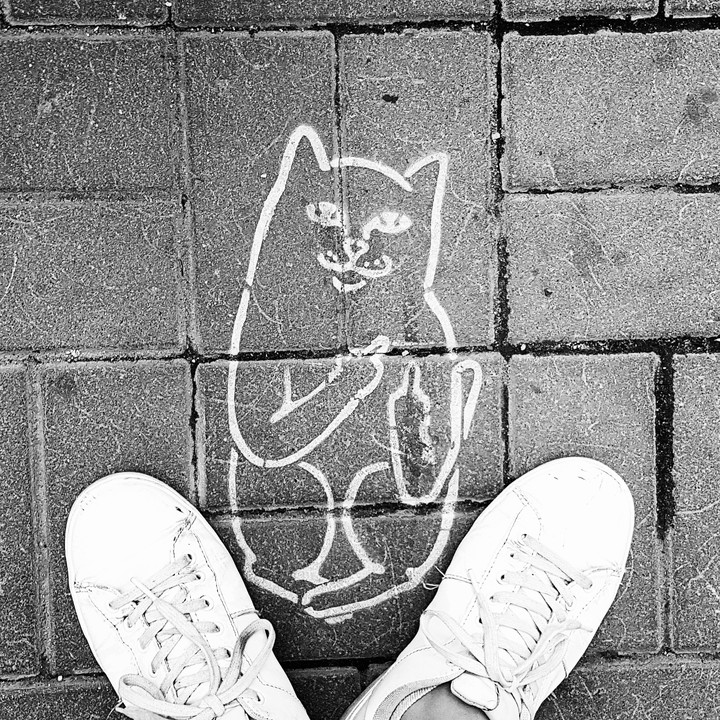 sweet cat
