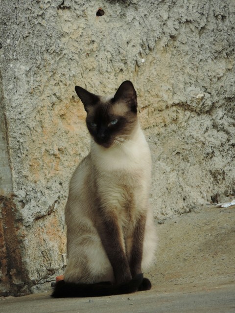 gato persa