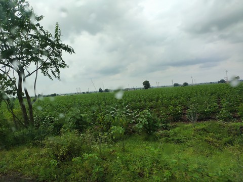 green farm