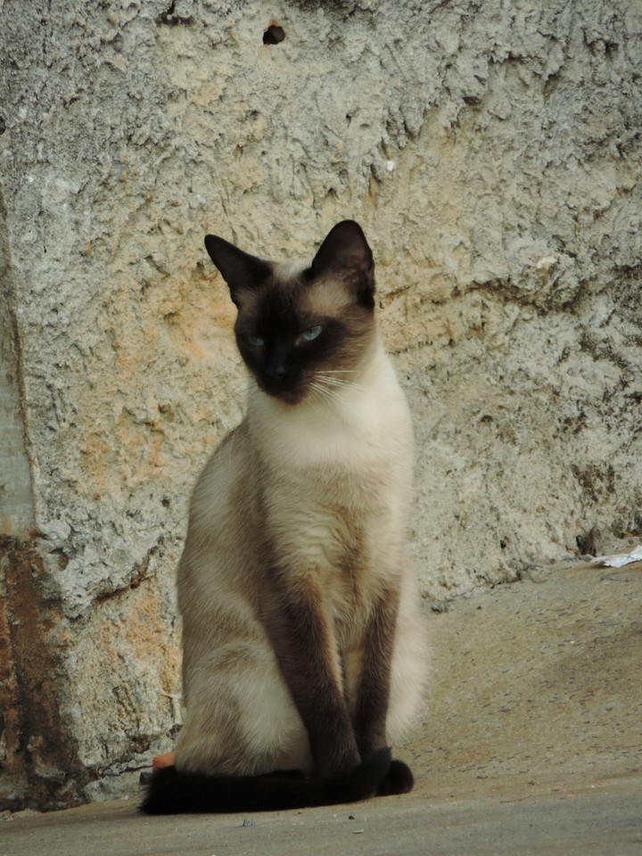 gato persa