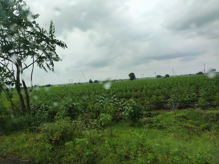 green farm