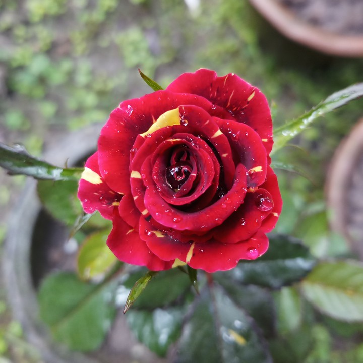 Rose