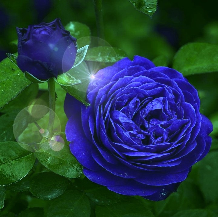 Roses