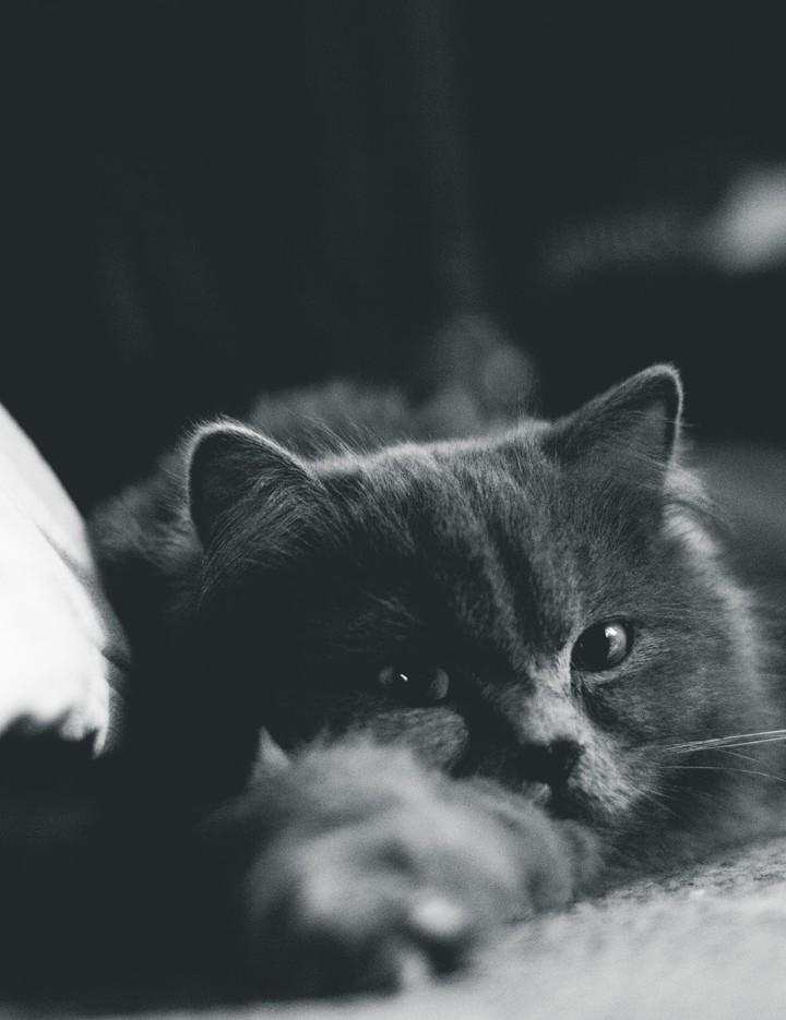 cat