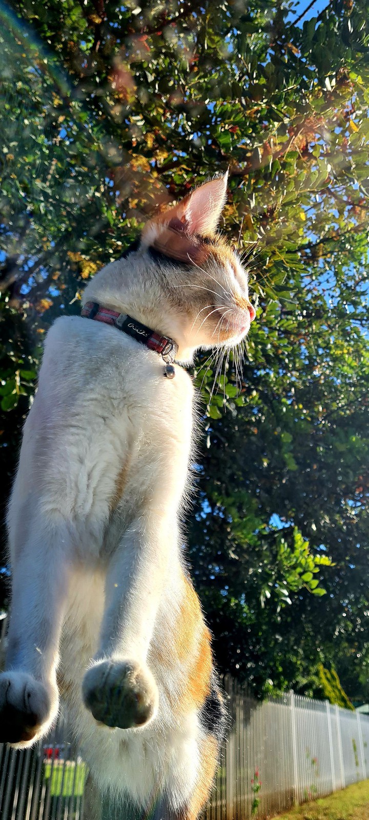 climbing kitty