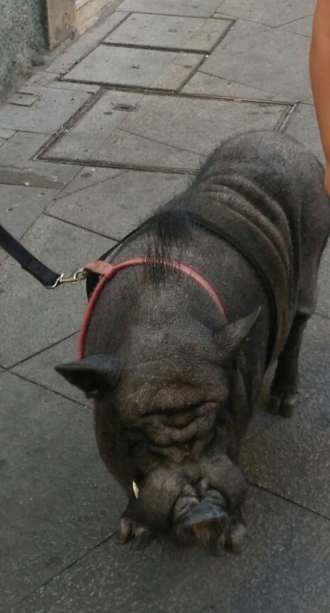 Cerdo