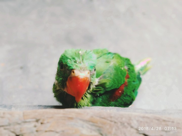 parrot