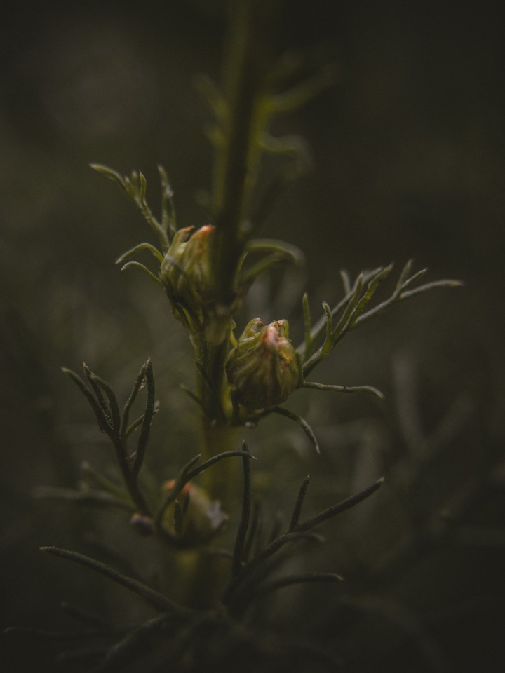Chamomile