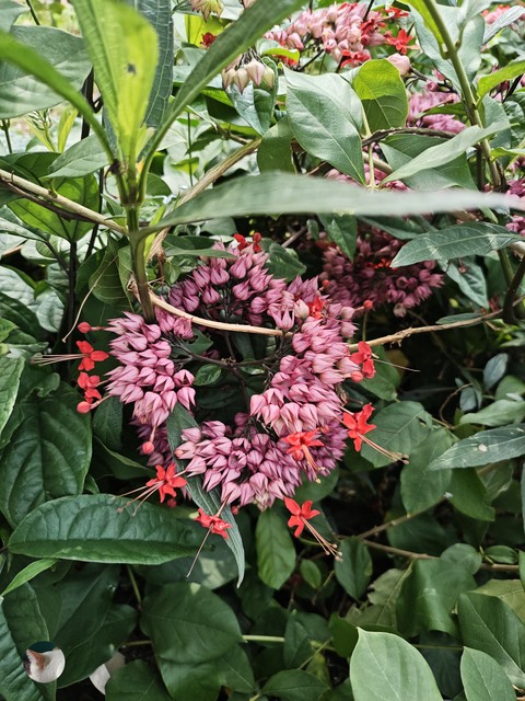 Plant_stem, Perennial_plant, Pedicel