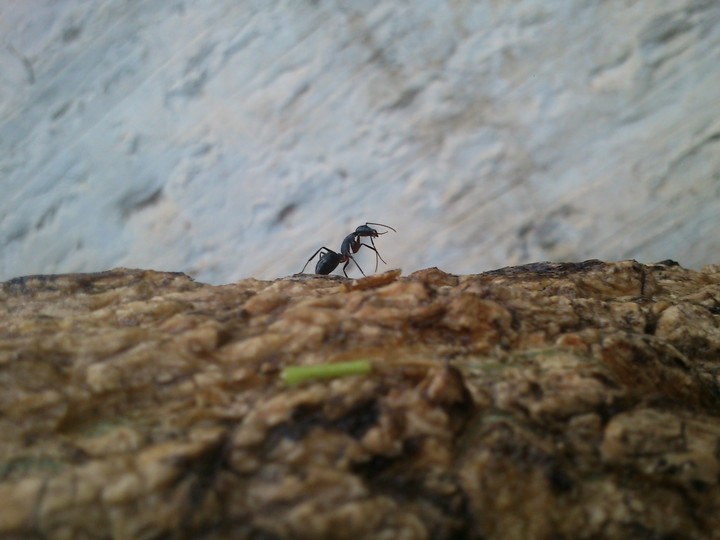 Ant