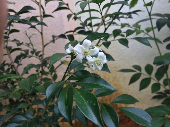 Unknown Flower