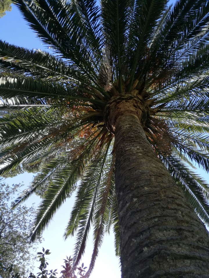 Palma