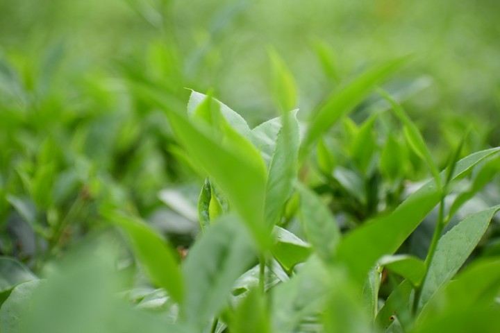 tea garden