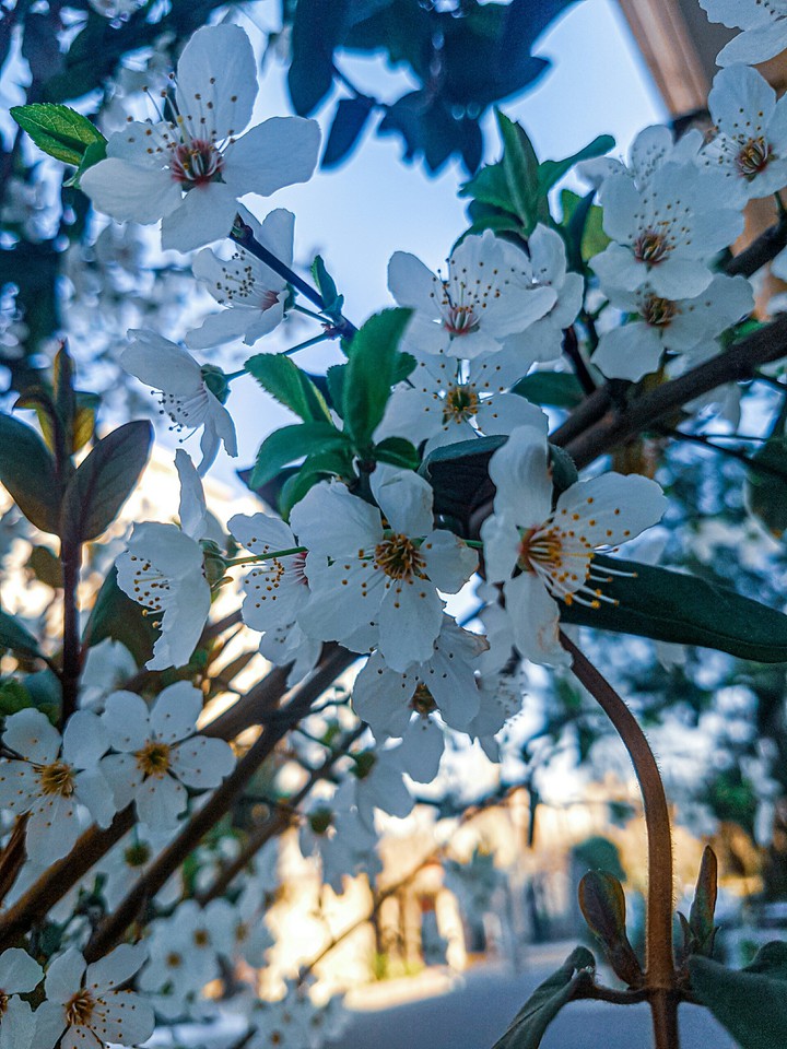 This is the smell of spring