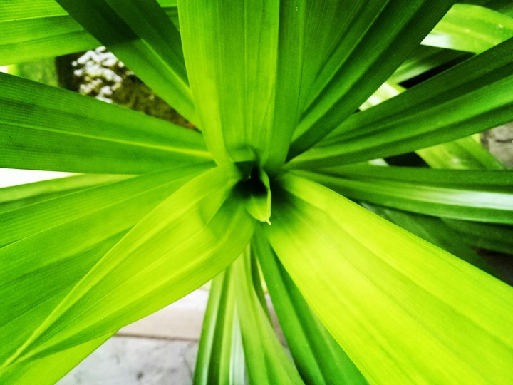 Leaves