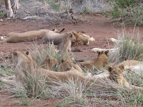 lion pride