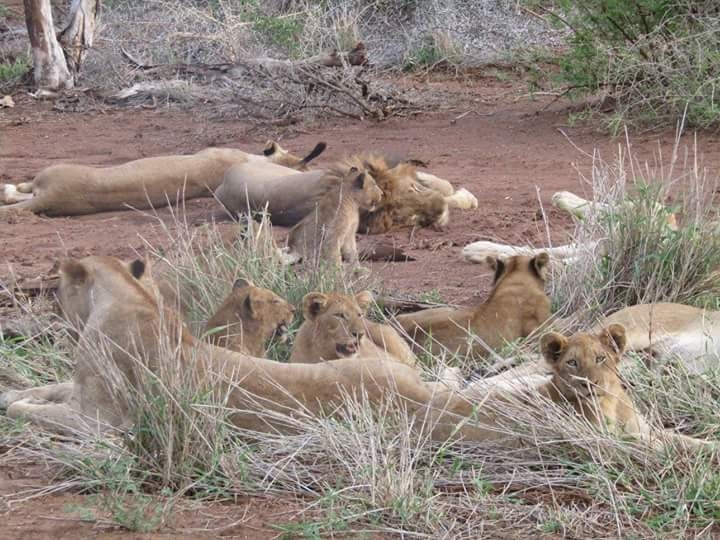 lion pride