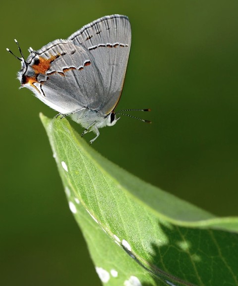 обои butterfly, lepidoptera