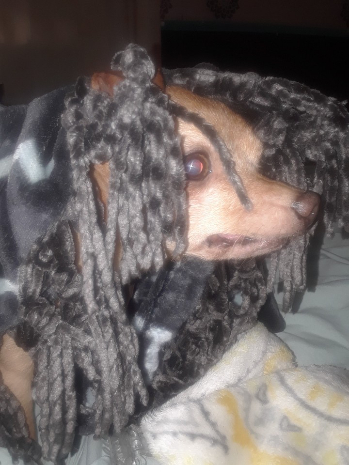 lmao!!! my ole dog lookin like a Bob Marley wanna be