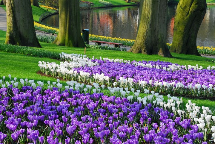 Beautiful flowers