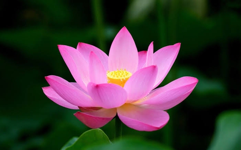 Lotus❤?❤?????