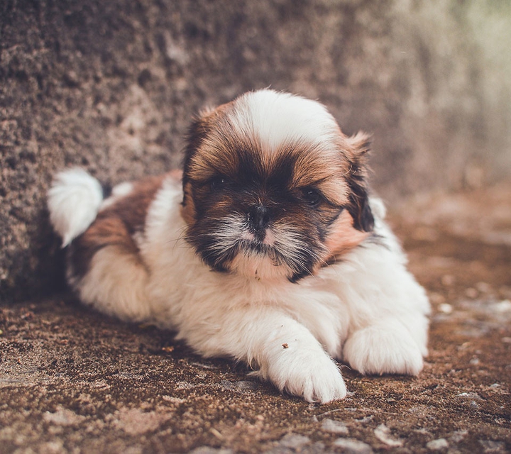 щенок,puppy